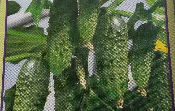 сорт огурца для засолки мурашка