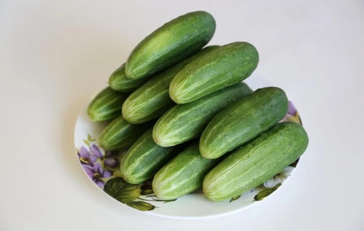 сорт огурца для засолки амурчонок