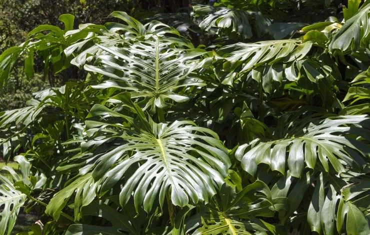 комнатные цветы в тени