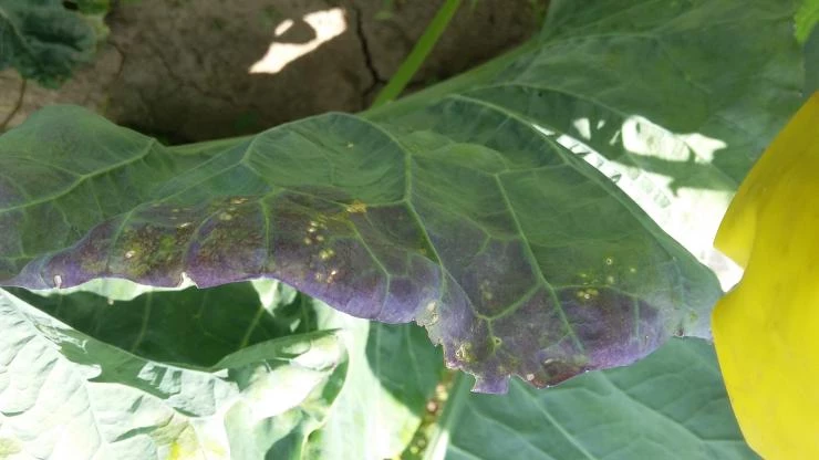 подкормка брокколи