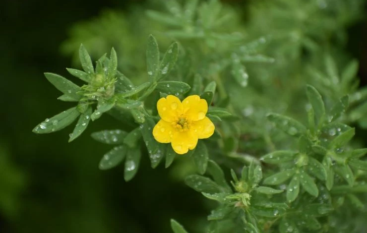 курильский чай описание