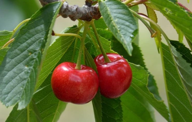 размножение вишни косточками