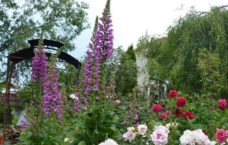 наперстянка пурпурная