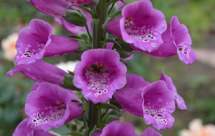 наперстянка розовое шампанское