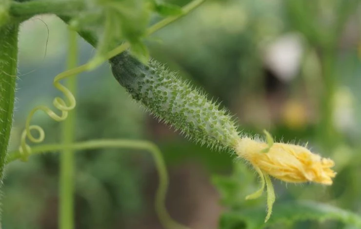 сорта огурцов для выращивания на подоконнике