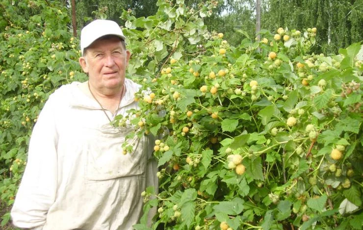 технология выращивания малины