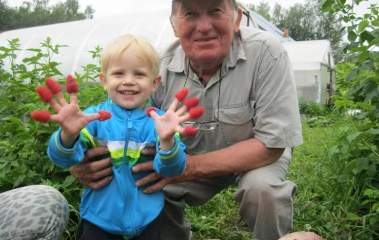 уход за малиной технология