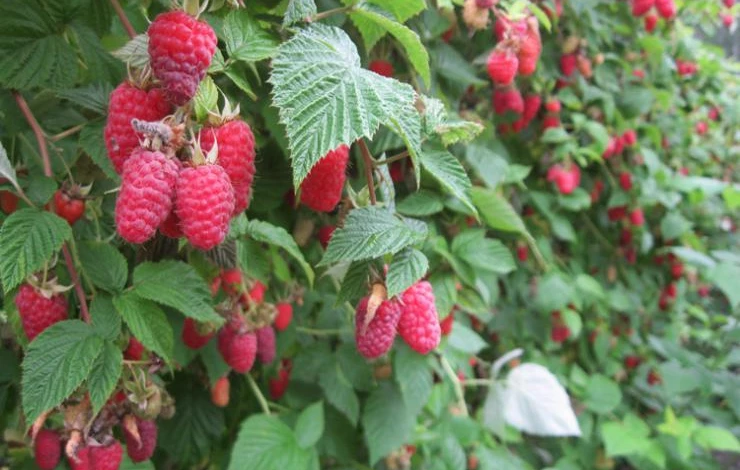 малина в период плодоношения
