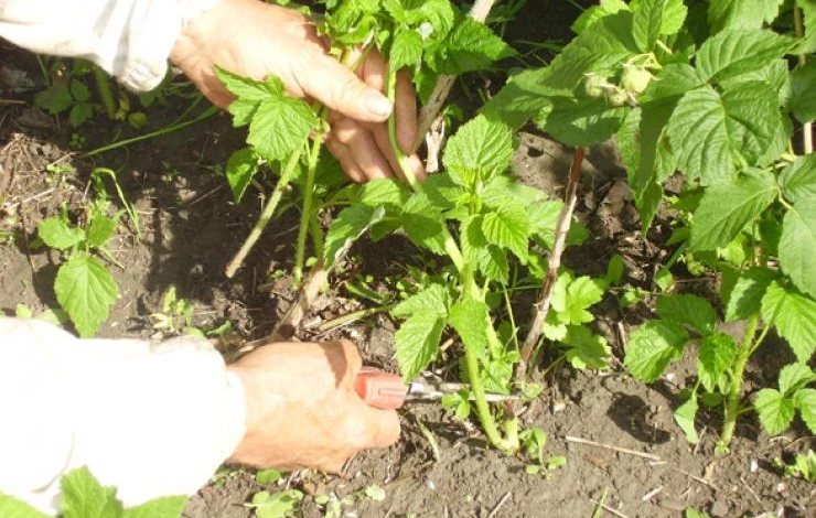 подготовка малины к плодоношению