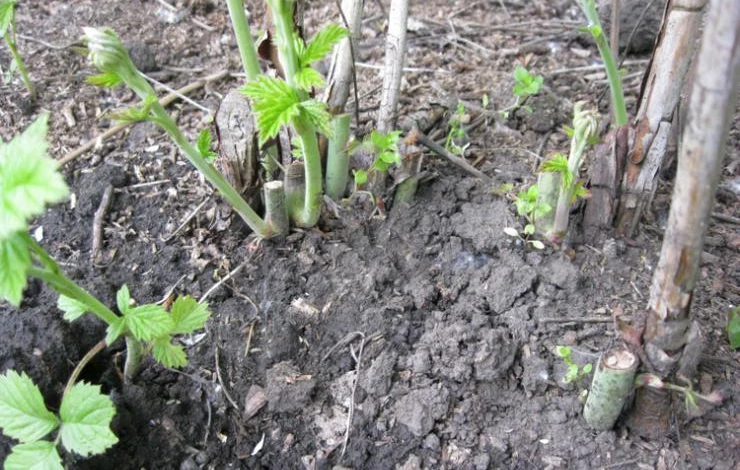 обрезка малины по двухцикличной технологии