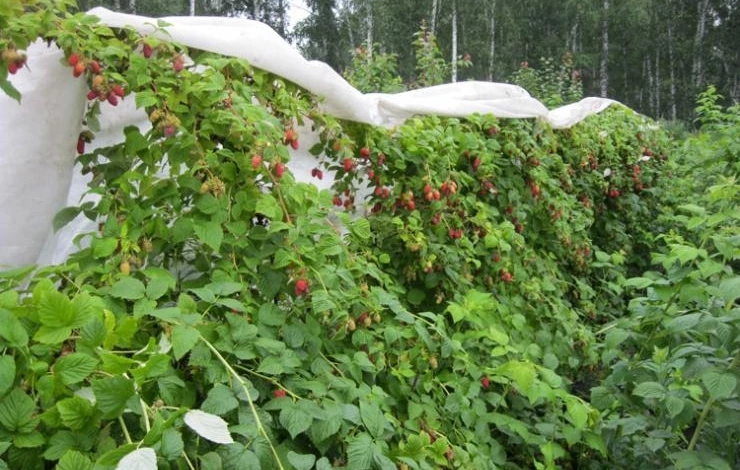 укрытие малины от дождей
