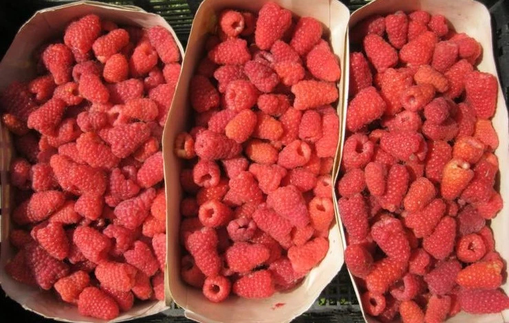 урожай малины по двухцикличной технологии