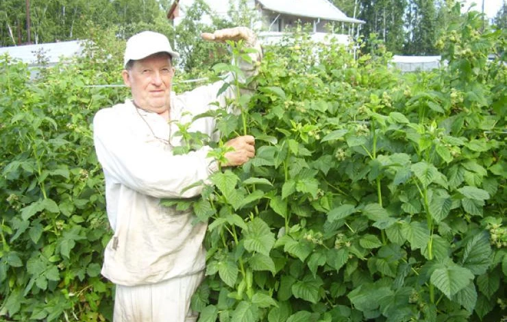 автор двухцикличной технологии малины