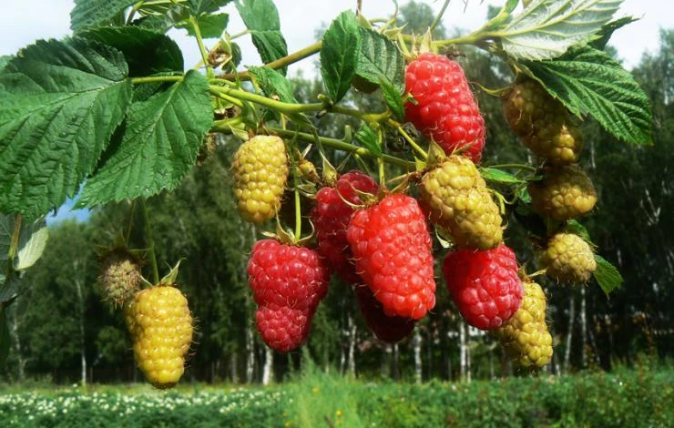 плюсы выращивания малины по технологии