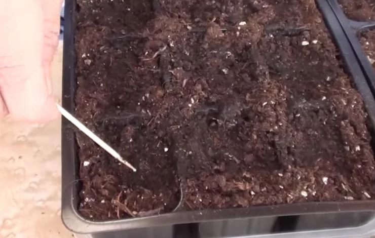 посев семян душистого табака