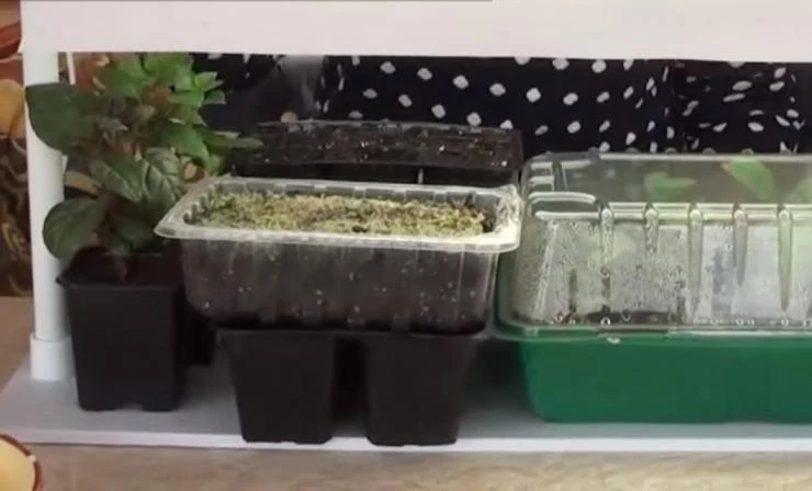 уход за рассадой душистого табака