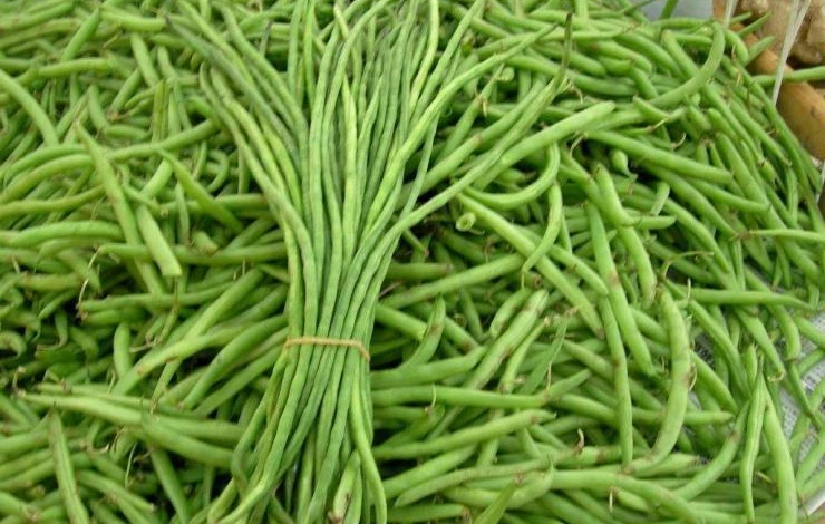 полезные свойства вигны