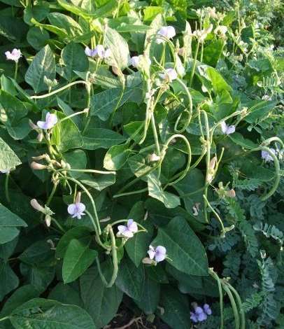 условия выращивания вигны