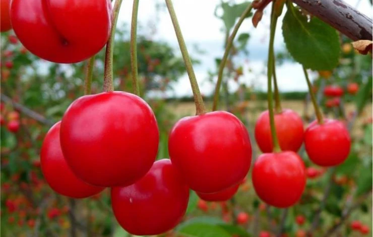 вишня в сибири