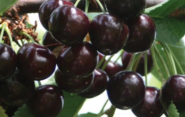 черешня в сибири