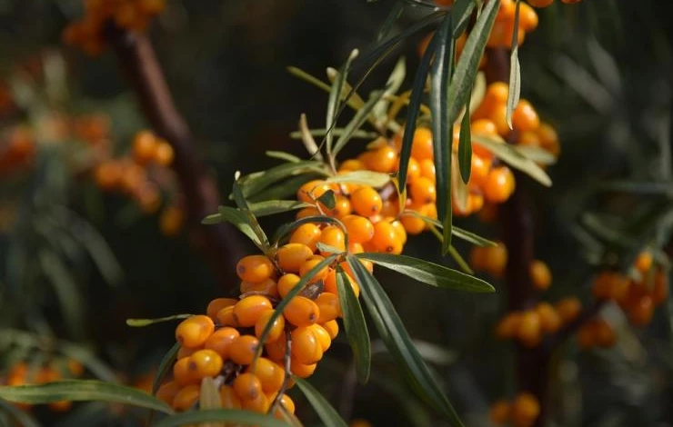 облепиха в сибири посадка и уход