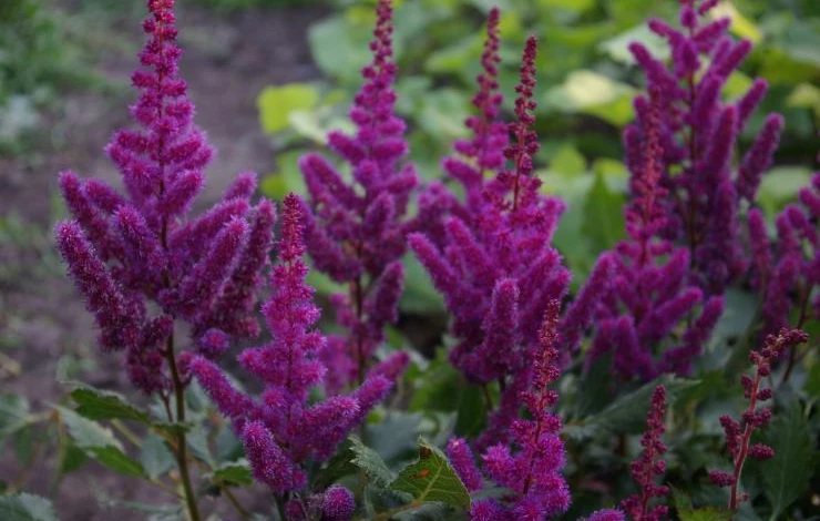 астильба визионс ин ред