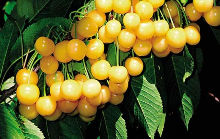 желтая вишня