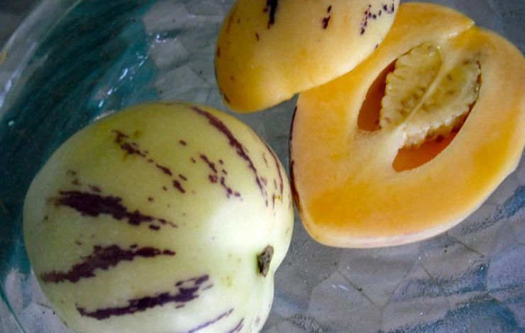 что за растение пепино