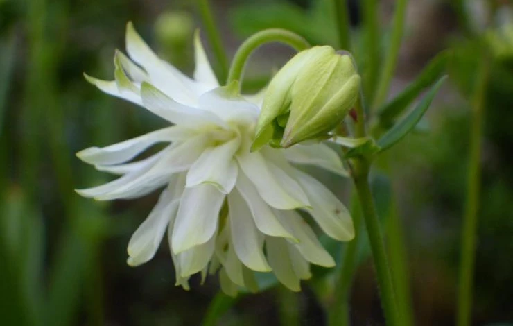 аквилегия уход