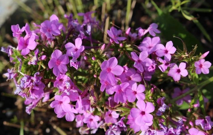 лобелия посеять в январе