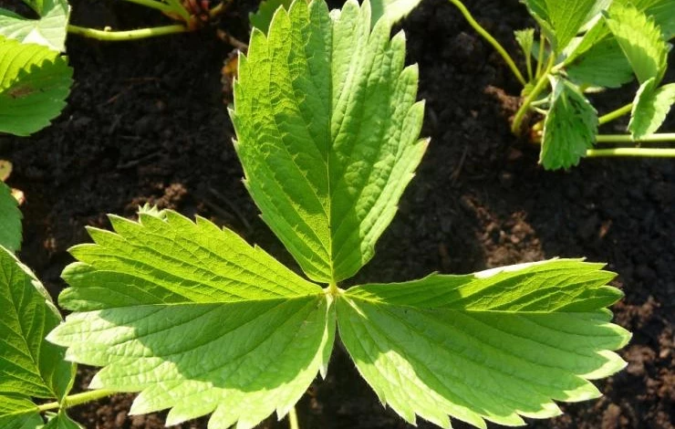 земляника посеять в январе