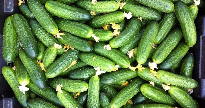 выращивание огурцов кураж