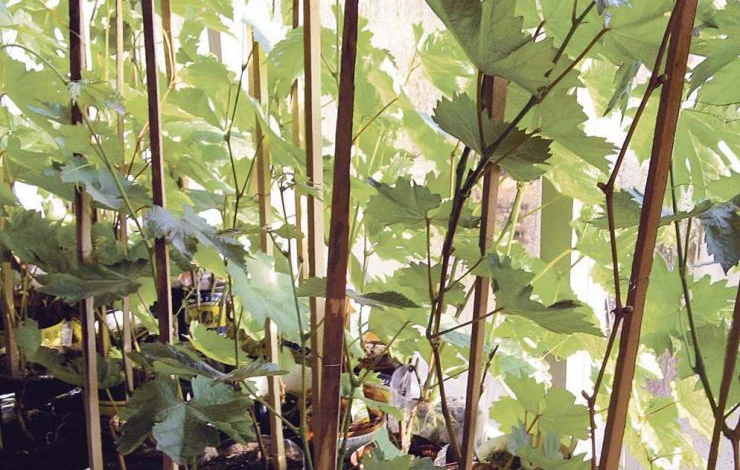 пересадка саженцев винограда