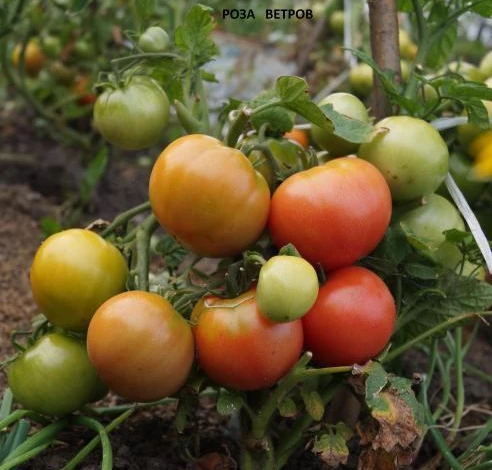 помидоры роза ветров