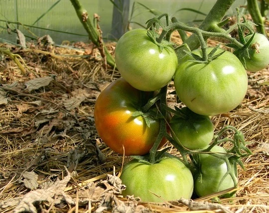 секреты выращивания томатов