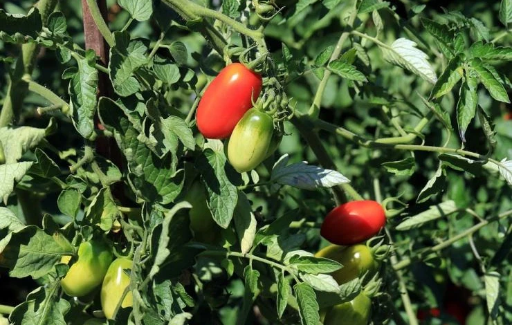 советы по выращиванию помидоров