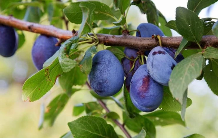 сорта сливы для сибири