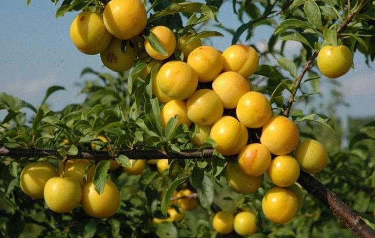 слива для сибири желтая хопты