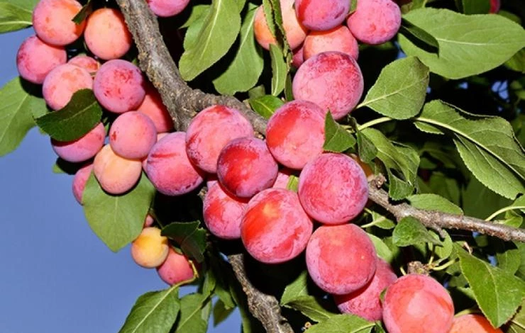 слива для сибири Маньчжурская красавица