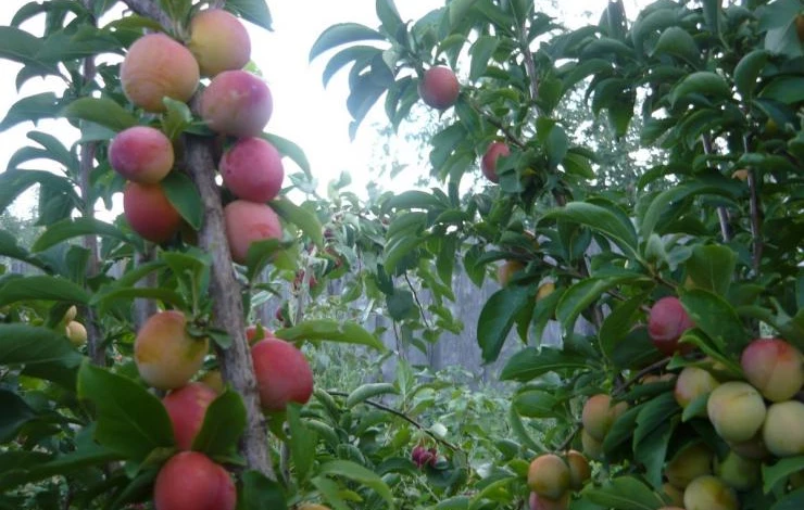 слива для сибири алтайская