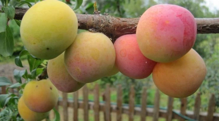 слива ля сибири Оюна