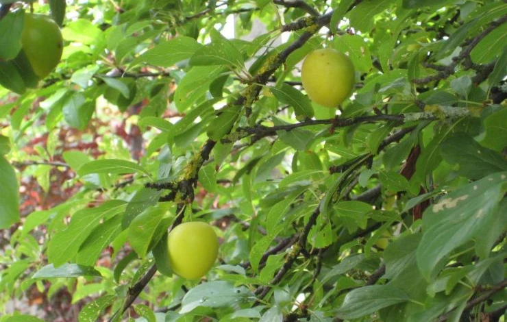 выращивание сливы в сибири