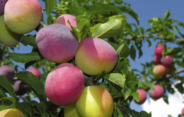 слива посадка