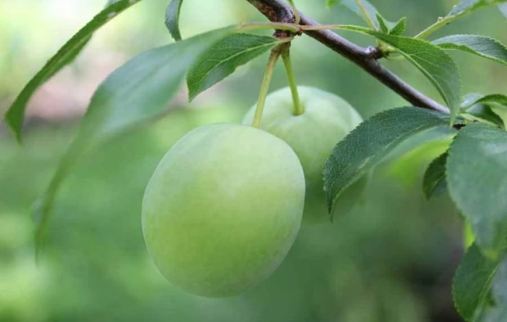 слива когда сажать