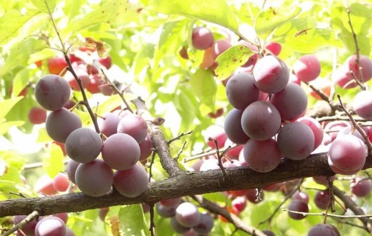 как ухаживать за сливой в сибири