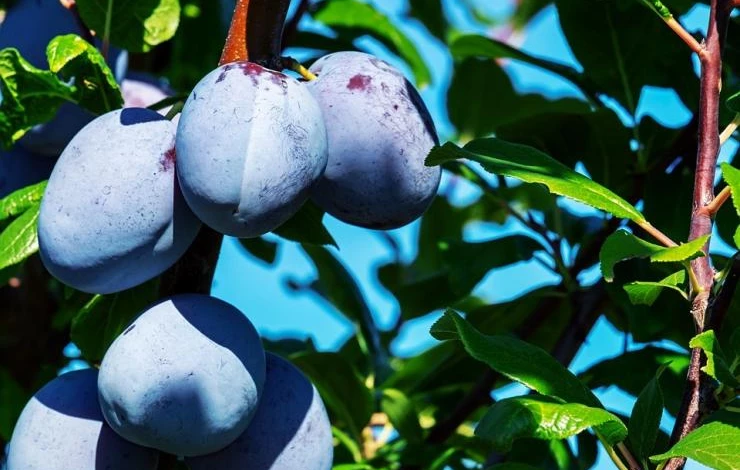 слива уход в сибири