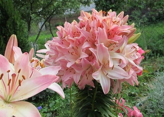 фасциация лилий со 100 бутонами