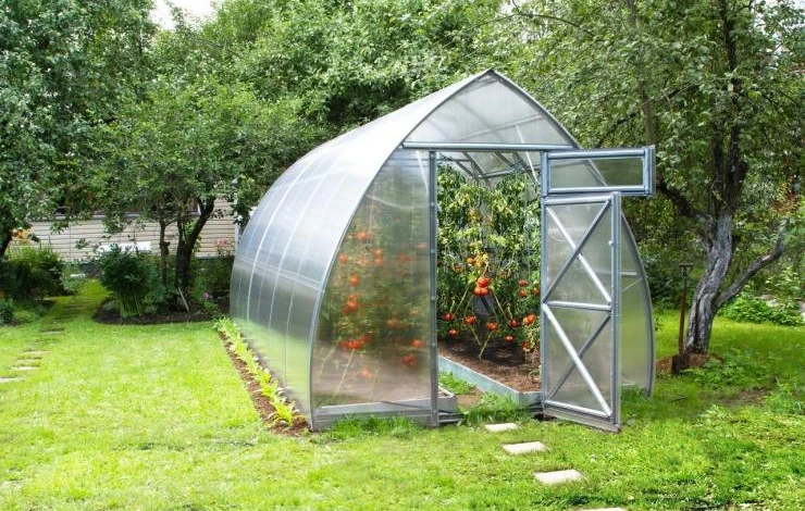 теплица стрелка воля