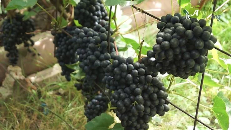 бчз кишмиш для сибири