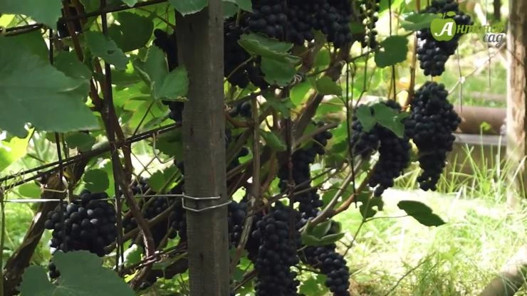 виноград бчз бессемянный для сибири